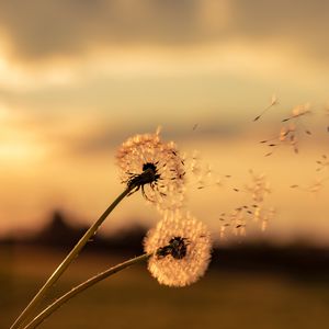 Preview wallpaper dandelions, flowers, fluff, macro, plant