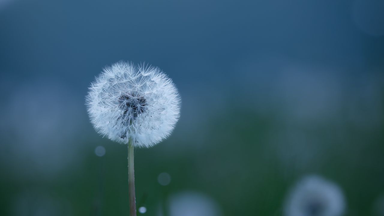 Wallpaper dandelions, flowers, fluff, grass, blur, spring