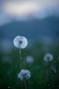 Preview wallpaper dandelions, flowers, fluff, grass, blur, spring