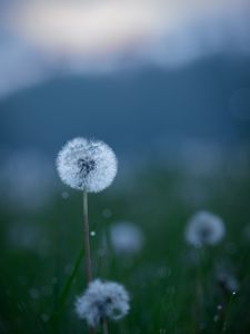 Preview wallpaper dandelions, flowers, fluff, grass, blur, spring