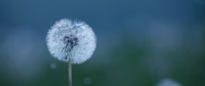 Preview wallpaper dandelions, flowers, fluff, grass, blur, spring