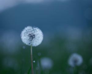 Preview wallpaper dandelions, flowers, fluff, grass, blur, spring