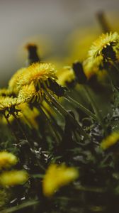 Preview wallpaper dandelions, flowers, grass, close-up