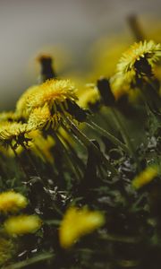 Preview wallpaper dandelions, flowers, grass, close-up