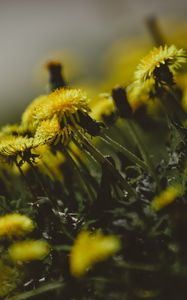 Preview wallpaper dandelions, flowers, grass, close-up