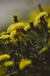 Preview wallpaper dandelions, flowers, grass, close-up