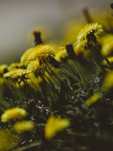 Preview wallpaper dandelions, flowers, grass, close-up