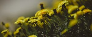 Preview wallpaper dandelions, flowers, grass, close-up