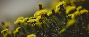 Preview wallpaper dandelions, flowers, grass, close-up