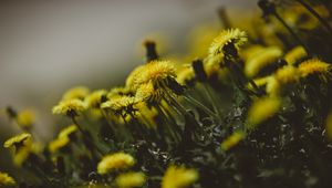 Preview wallpaper dandelions, flowers, grass, close-up