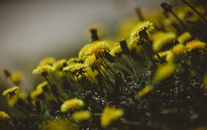 Preview wallpaper dandelions, flowers, grass, close-up