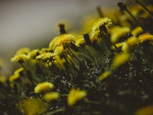 Preview wallpaper dandelions, flowers, grass, close-up