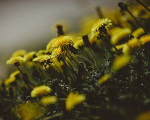 Preview wallpaper dandelions, flowers, grass, close-up