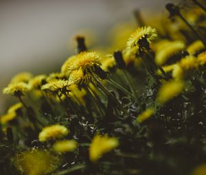 Preview wallpaper dandelions, flowers, grass, close-up