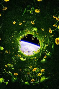 Preview wallpaper dandelions, flowers, grass, earth, space