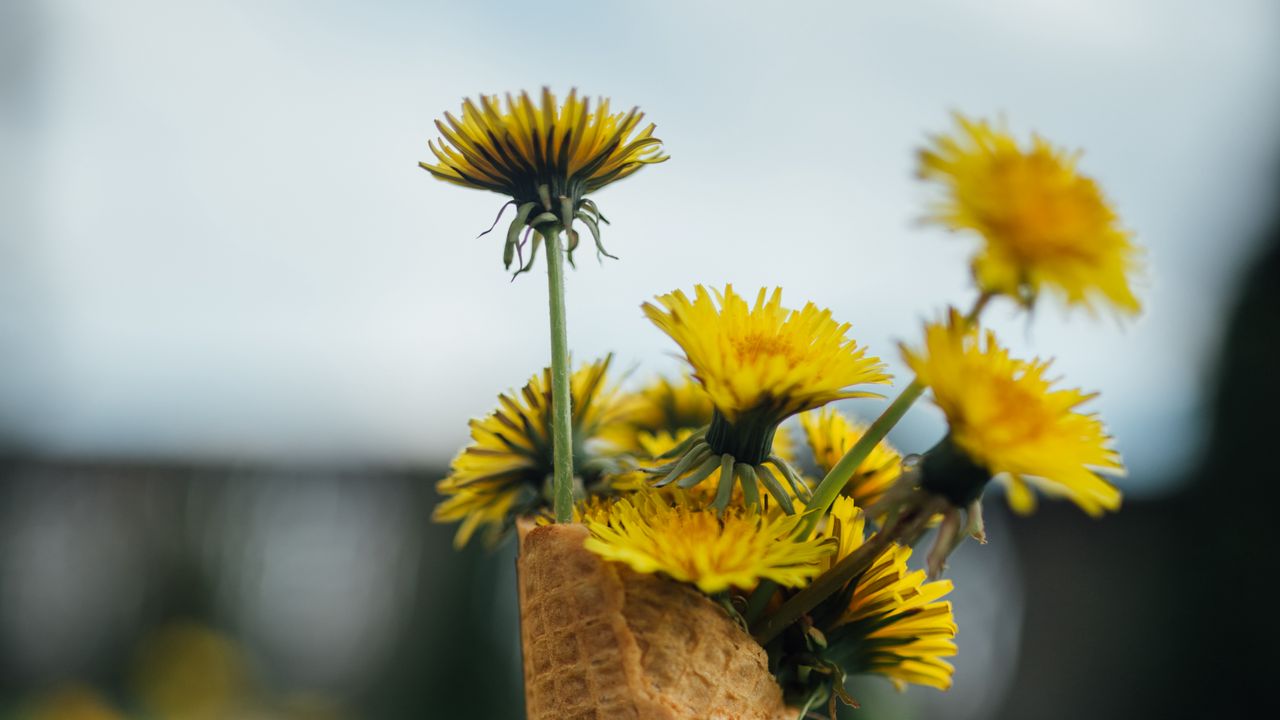 Wallpaper dandelions, flowers, grass, horn