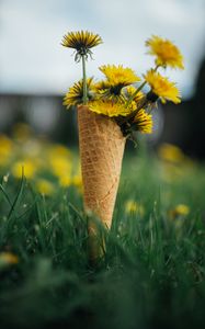 Preview wallpaper dandelions, flowers, grass, horn