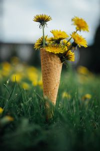 Preview wallpaper dandelions, flowers, grass, horn