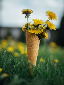 Preview wallpaper dandelions, flowers, grass, horn