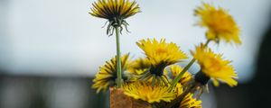 Preview wallpaper dandelions, flowers, grass, horn