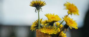 Preview wallpaper dandelions, flowers, grass, horn