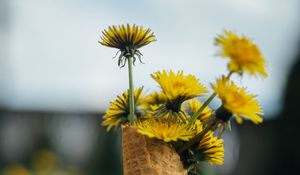 Preview wallpaper dandelions, flowers, grass, horn