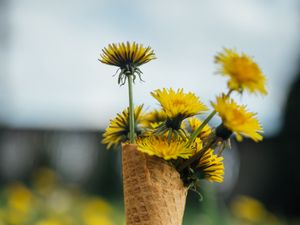 Preview wallpaper dandelions, flowers, grass, horn