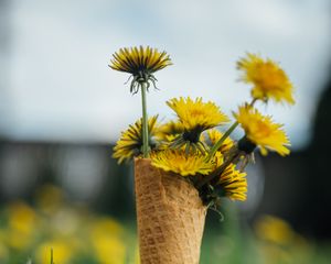 Preview wallpaper dandelions, flowers, grass, horn