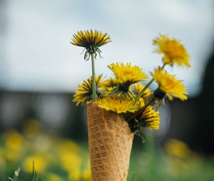 Preview wallpaper dandelions, flowers, grass, horn