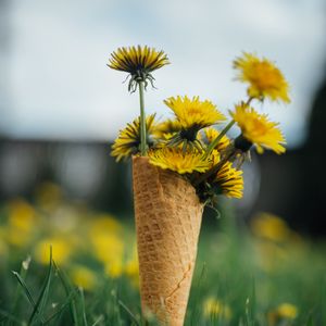 Preview wallpaper dandelions, flowers, grass, horn