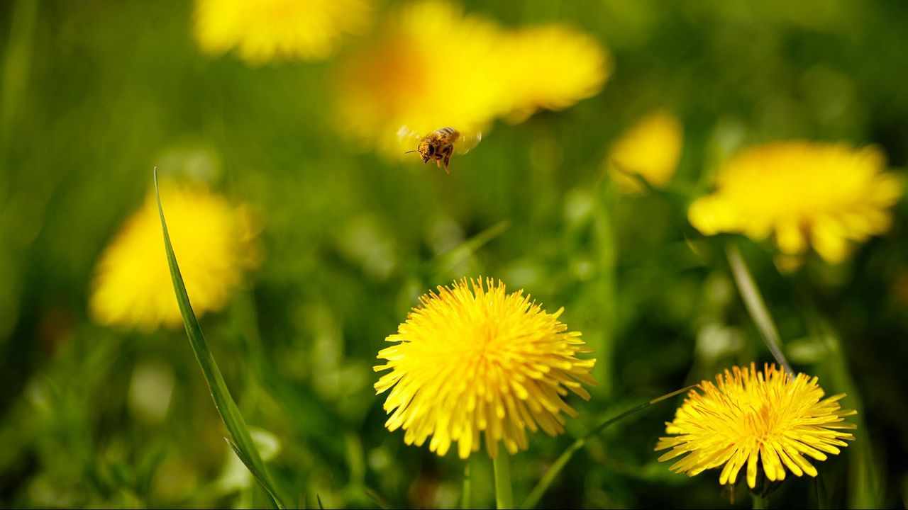 Wallpaper dandelions, flowers, grass, bee, fly