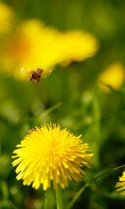 Preview wallpaper dandelions, flowers, grass, bee, fly