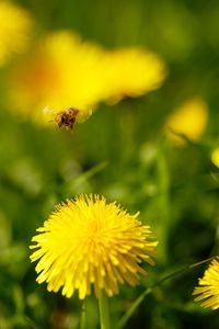 Preview wallpaper dandelions, flowers, grass, bee, fly