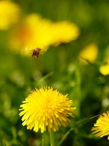 Preview wallpaper dandelions, flowers, grass, bee, fly