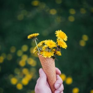 Preview wallpaper dandelions, flowers, horn, hand