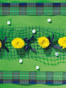 Preview wallpaper dandelions, flowers, song, bows