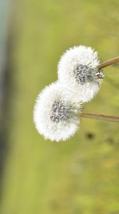 Preview wallpaper dandelions, flowers, summer, grass