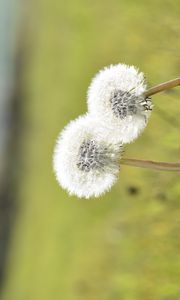 Preview wallpaper dandelions, flowers, summer, grass