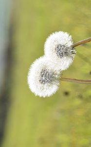 Preview wallpaper dandelions, flowers, summer, grass