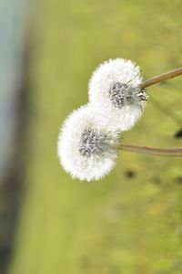 Preview wallpaper dandelions, flowers, summer, grass