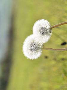 Preview wallpaper dandelions, flowers, summer, grass