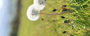 Preview wallpaper dandelions, flowers, summer, grass