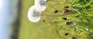 Preview wallpaper dandelions, flowers, summer, grass