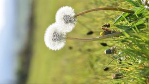 Preview wallpaper dandelions, flowers, summer, grass