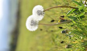 Preview wallpaper dandelions, flowers, summer, grass