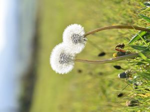 Preview wallpaper dandelions, flowers, summer, grass