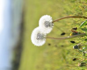 Preview wallpaper dandelions, flowers, summer, grass