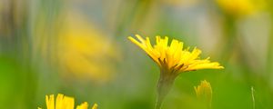 Preview wallpaper dandelions, flowers, yellow, green, petals, blur