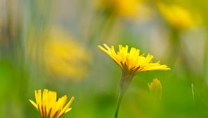 Preview wallpaper dandelions, flowers, yellow, green, petals, blur