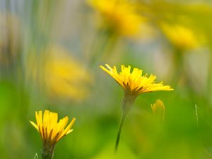 Preview wallpaper dandelions, flowers, yellow, green, petals, blur